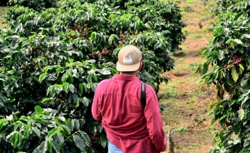 Harvesting Perfection: The Seasonal Rhythm of Coffee Growing